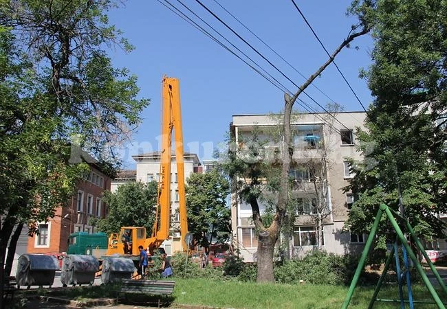Кастрят опасни дървета из Враца