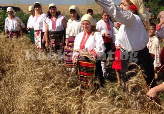 Откриха жътвата в Манастирище с традиционен ритуал