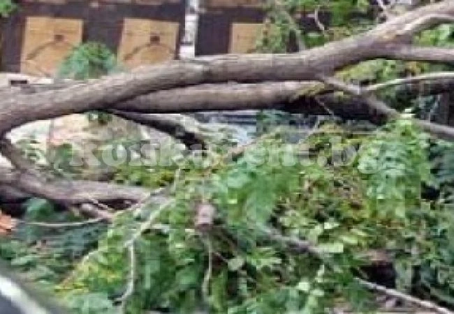 Дърво падна върху къща в Бойчиновци