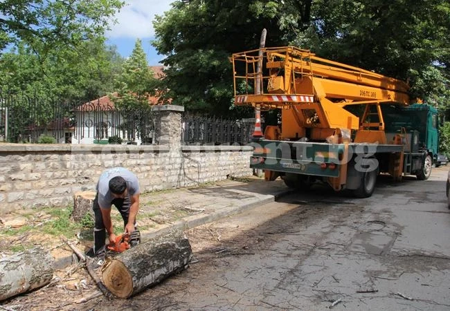 Блокираха движението заради опасни дървета