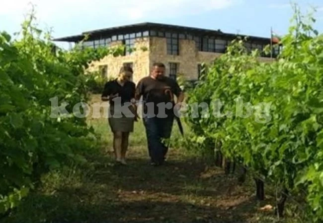 Болести съсипват реколтата от грозде