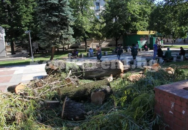 Нова върба ще расте на мястото на старата в центъра на Враца