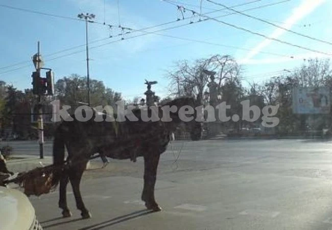 Каруцари отнесоха глоби за фъшкии