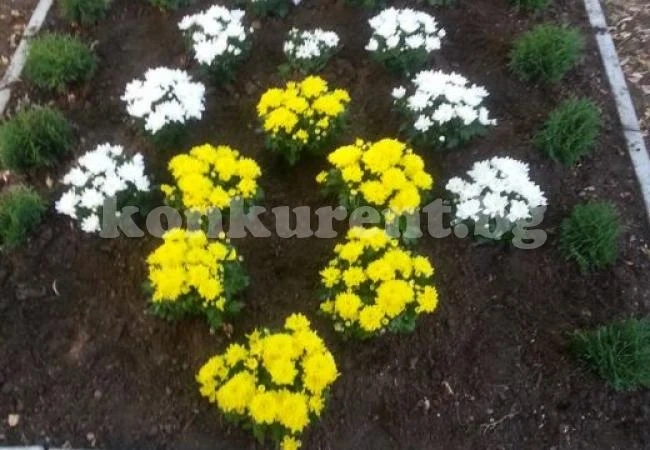 Засадиха градинка с хризантеми в памет на Паоло