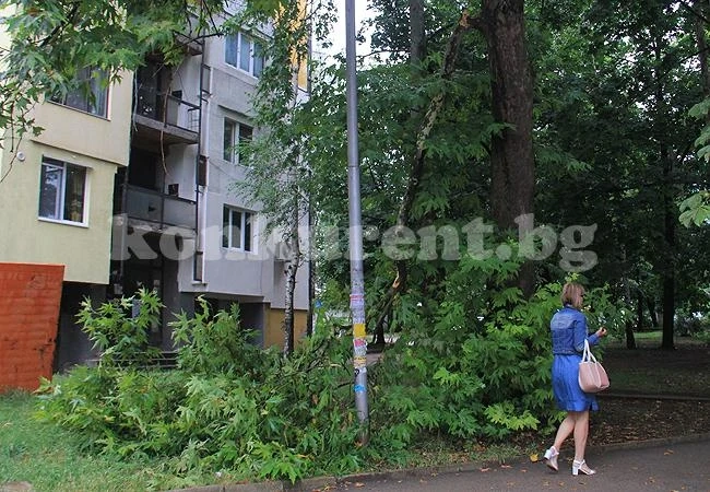 След бурята: Опасни клони дебнат над главите ни