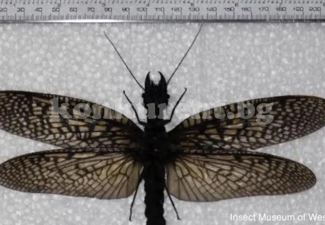 Откриха буболечка колкото врабче