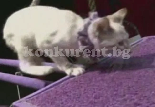 Котки акробати шашнаха публиката в САЩ
