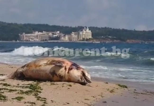 Морето изхвърли огромен мъртъв делфин