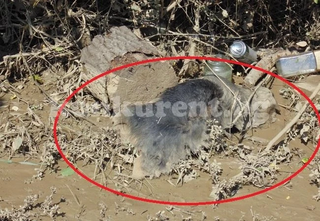 Водата влачила животни и от другите села
