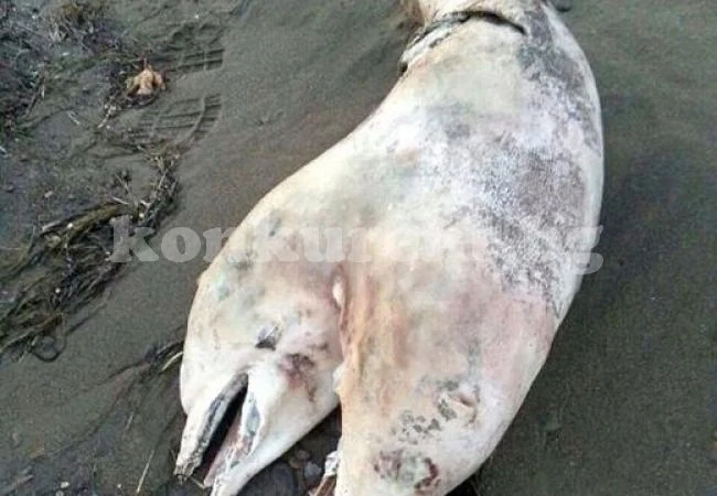 Морските вълни изхвърлиха труп на двуглав делфин 