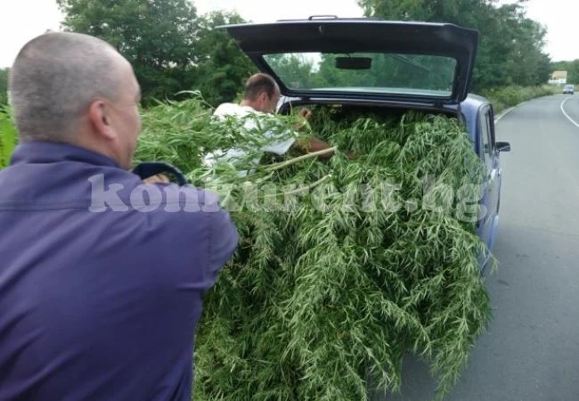 Намериха канабис в селски двор