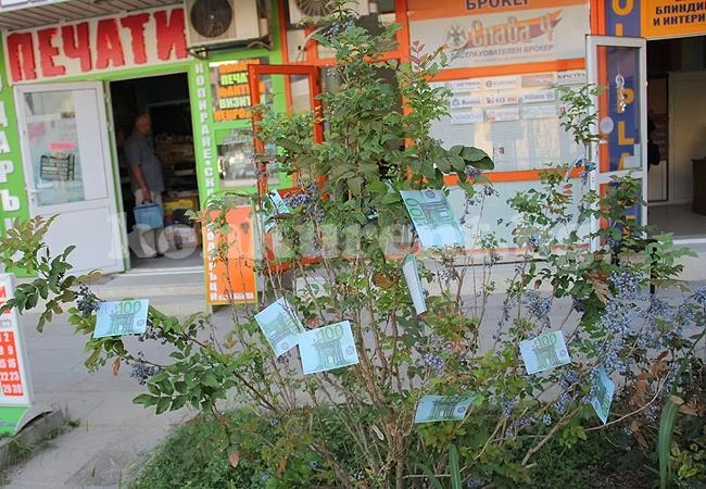 Парите вече растат и по храстите във Враца