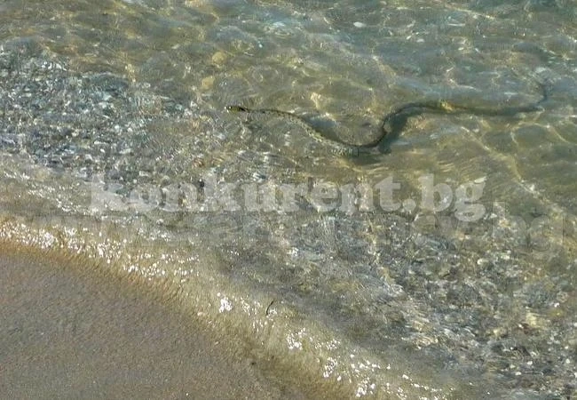 Водни змии тормозят плажуващи в Сарафово
