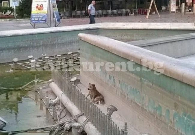 Куче падна в шадравен, кой може да го извади