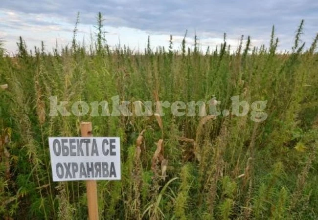 Дъждът донесе богата реколта от канабис