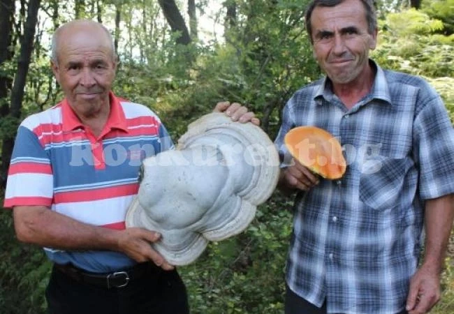 Дядо Баязид откри огромна праханка