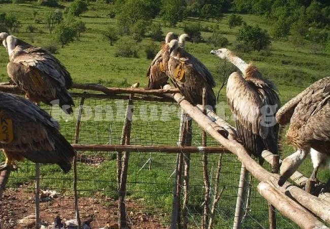 Организират екскурзия при белоглавите лешояди