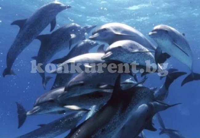 Шарка мори делфините край Флорида