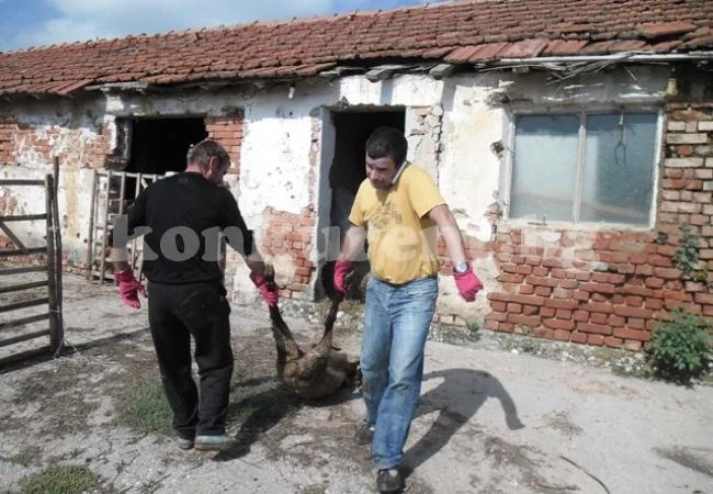 /Видео/ Масова паника! Измират стадата във Врачанско