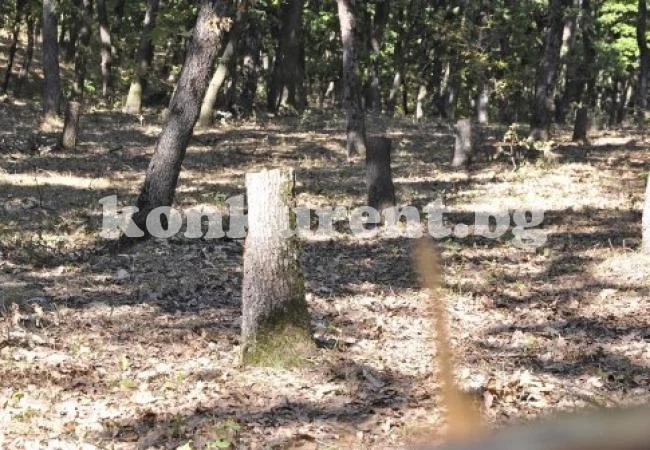 Враняк пак пропищя от нагли бракониери