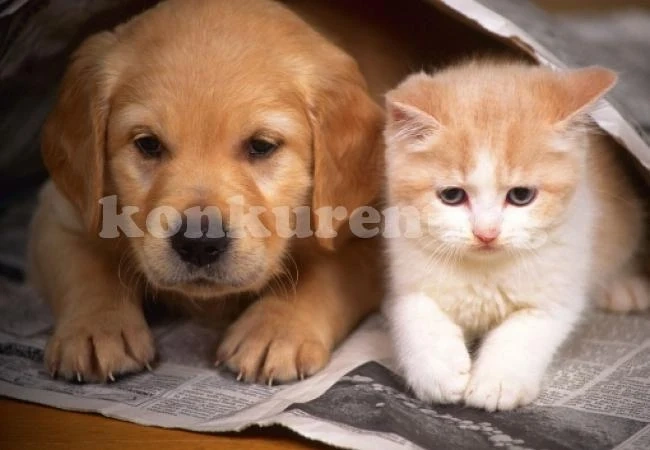 Защо обичаме кучетата и котките?