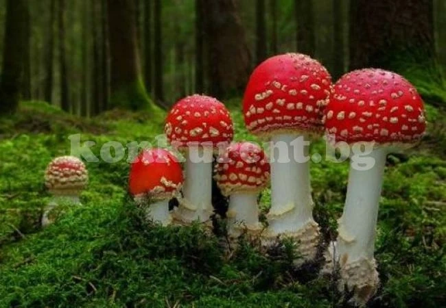 Яхния с мухоморка прати в болница осем сирийци