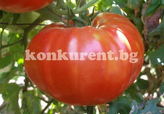 Доматите скочиха с 15%