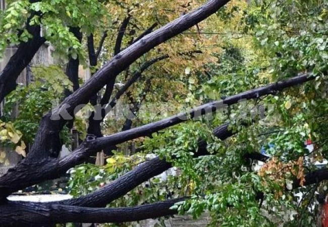 Дърво с отрязани корени сплеска такси