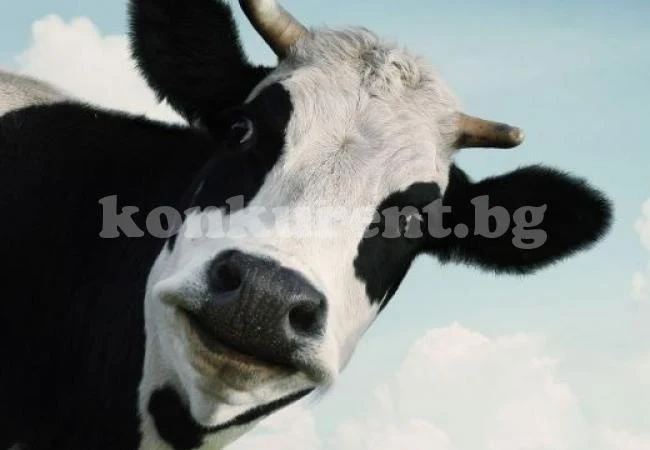 Луда крава уби мъж с глава!