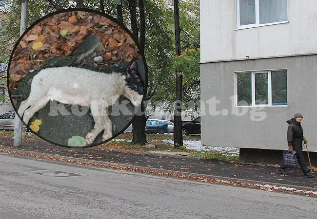 Труп на куче стряска врачани