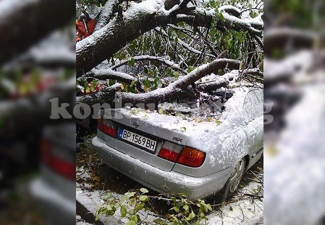 Дърво смаза кола във Враца
