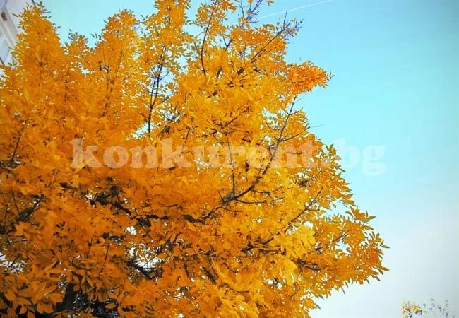 Започва циганското лято