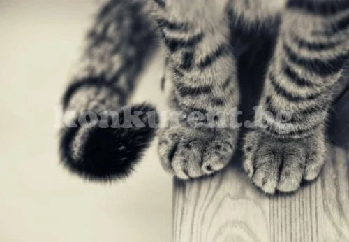 Плъзна котешка чума