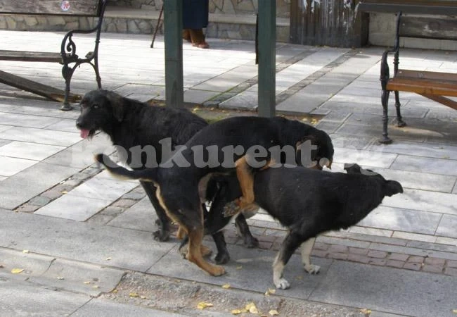 Следят бездомните кучета с чипове
