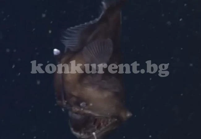 Заснеха морски дявол