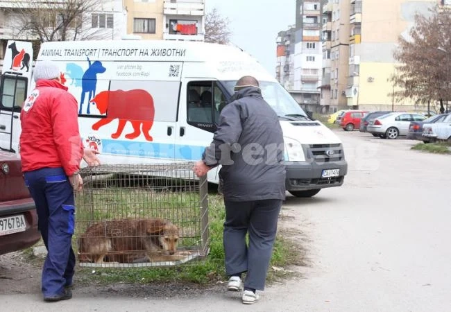 Започнаха да кастрират кучетата във Видин