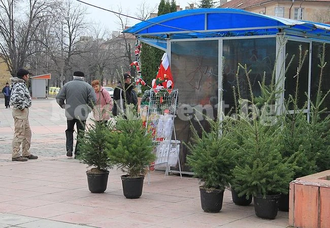 Живите елхи за Коледа вървят между 25 и 35 лв.