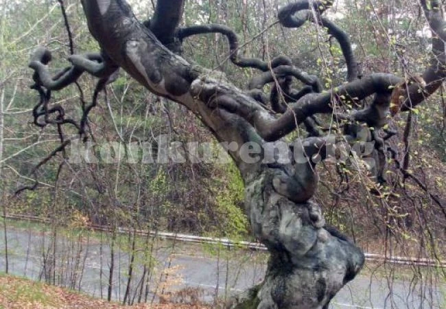 Бърз тест с дърво, за да опознаете себе си