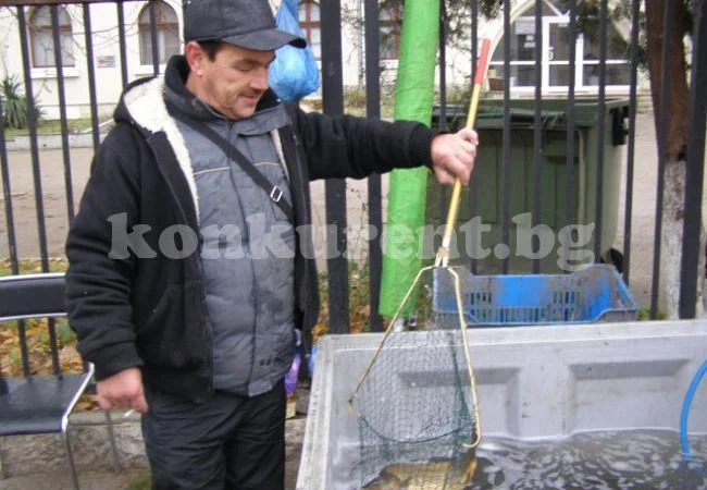 5 лв. е цената за килограм шаран във Видин