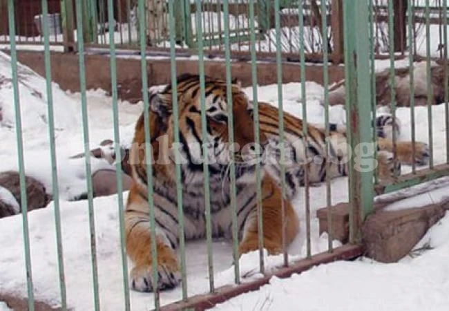Драмата с избягалия тигър в София приключи