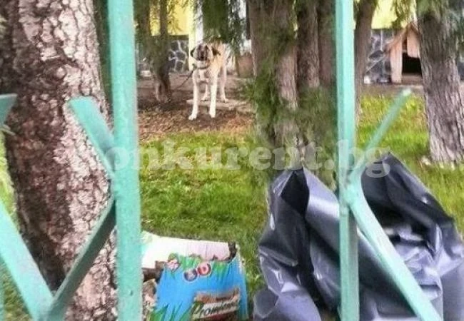 90-килограмов пес се нахвърли върху дете, разкъса кучето му