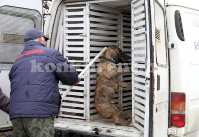 Озверял питбул държи под ключ цяло село