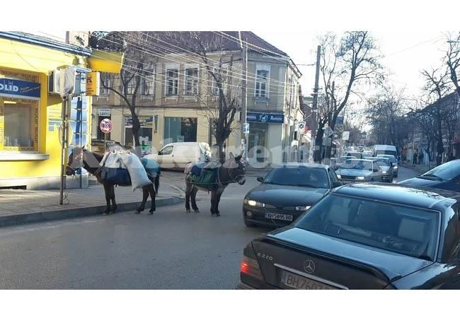 „Паркирани“ магарета затрудниха движението във Видин