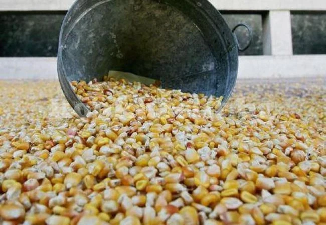 Откраднаха близо 3т царевица