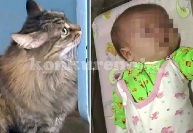 Бездомна котка спаси бебе от ужасна смърт