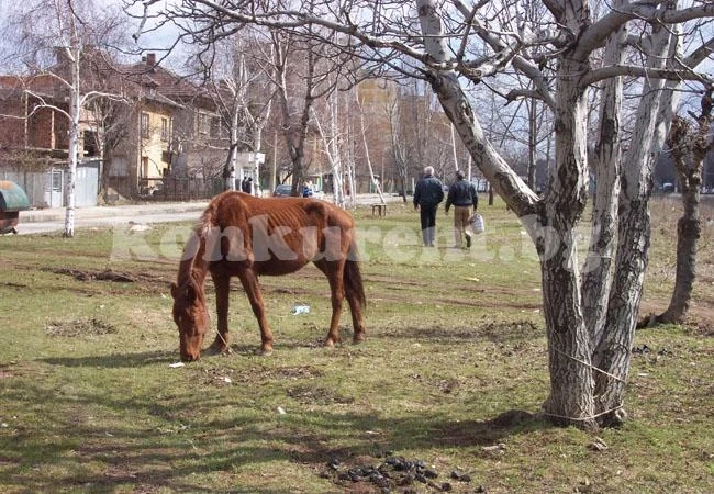 Сложиха на тезгяха арестувани кобили