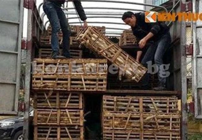 Хванаха камион с 3 тона котки, карали ги в ресторант
