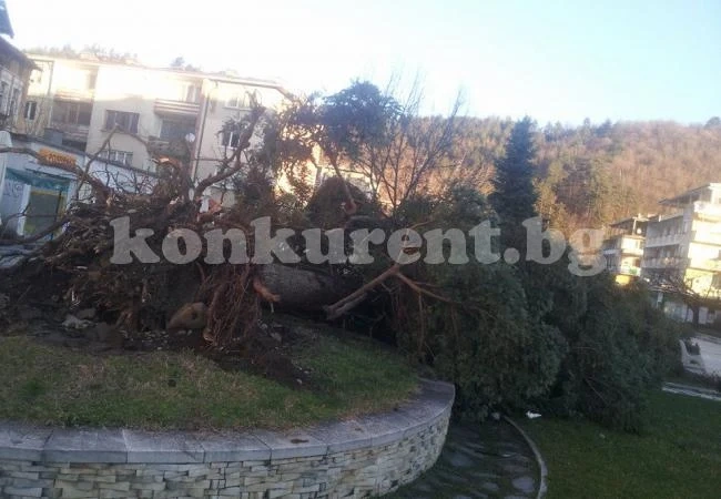 Вековно дърво падна под силата на вятъра в Берковица