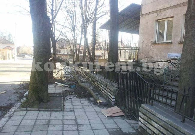 Жител на Берковица благодари на кмета за премахнато дърво