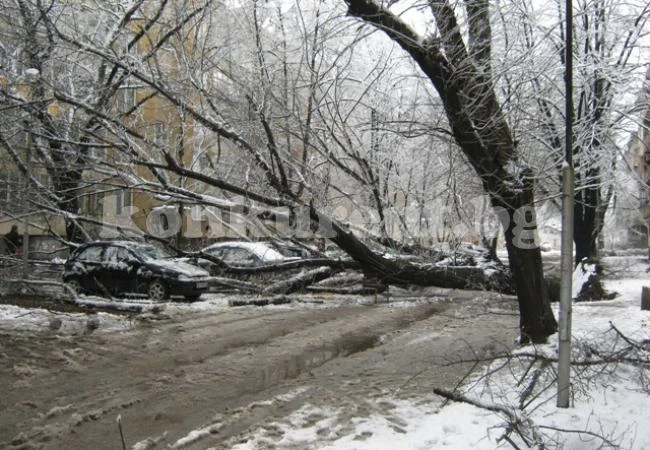 Дърво паднаха върху автомобили във Видин